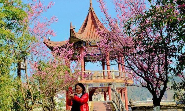 春天里的陕西|陕西宁强:红梅绽放醉游人(图3) ce687aada8bf64bae689361b7a7a464e.jpeg