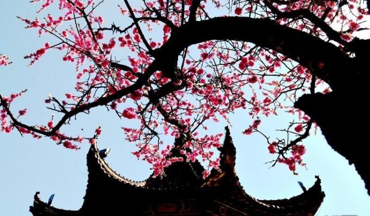 春天里的陕西|陕西宁强:红梅绽放醉游人(图4) ed124b901c3ba5c831b45609ba85055d.jpeg