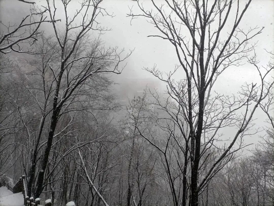 美炸!宝鸡初雪已至,许你一场浪漫人间(图21) 美炸!宝鸡初雪已至,许你一场浪漫人间(图21)