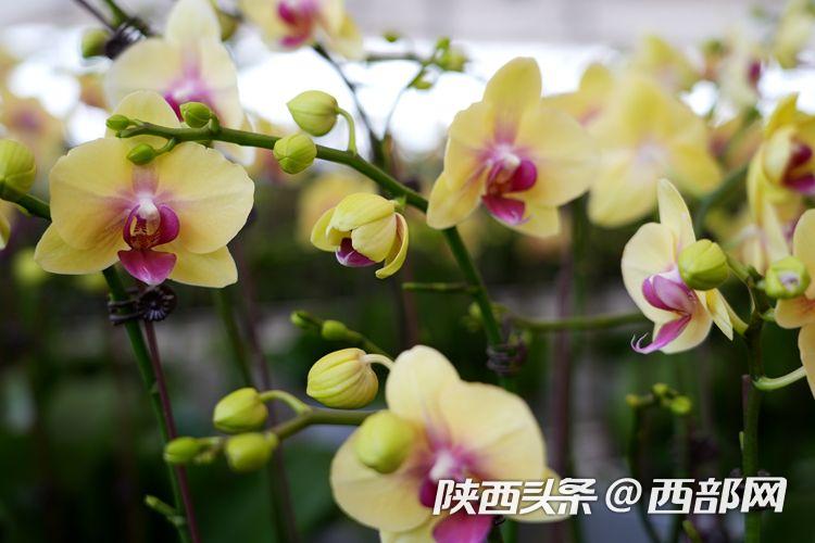 西安鄠邑十万株蝴蝶兰陆续上市 各种颜色争相斗艳(图3) 6687287d559097d14a411b0f36fa802f.jpeg