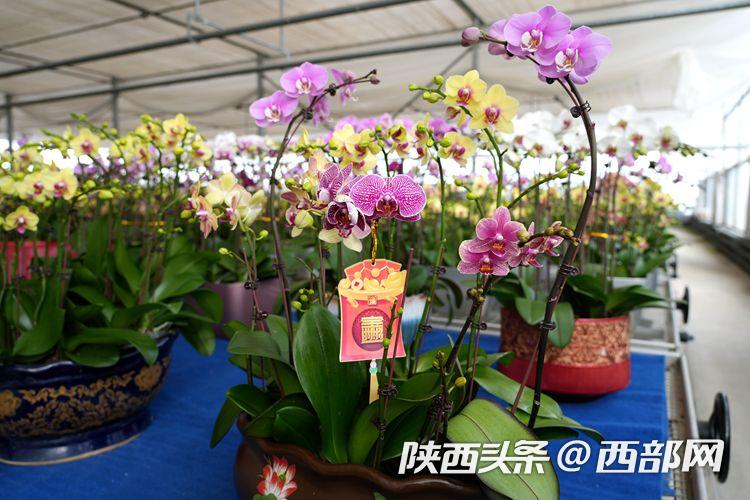 西安鄠邑十万株蝴蝶兰陆续上市 各种颜色争相斗艳(图1) 490c5e665acf631cbf777f5e8a33f375.jpeg