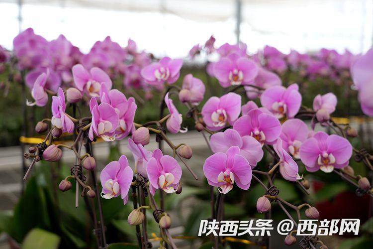 西安鄠邑十万株蝴蝶兰陆续上市 各种颜色争相斗艳(图2) e9d03197fb5843bc2ad39837e2dff6cd.jpeg