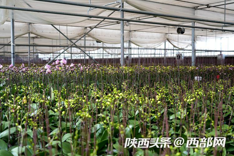 西安鄠邑十万株蝴蝶兰陆续上市 各种颜色争相斗艳(图6) e057436a185834bb09fb5f9ff73b8d95.jpeg