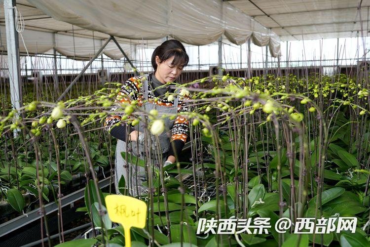 西安鄠邑十万株蝴蝶兰陆续上市 各种颜色争相斗艳(图5) 733ac12d7f39252941e934139ded09b5.jpeg