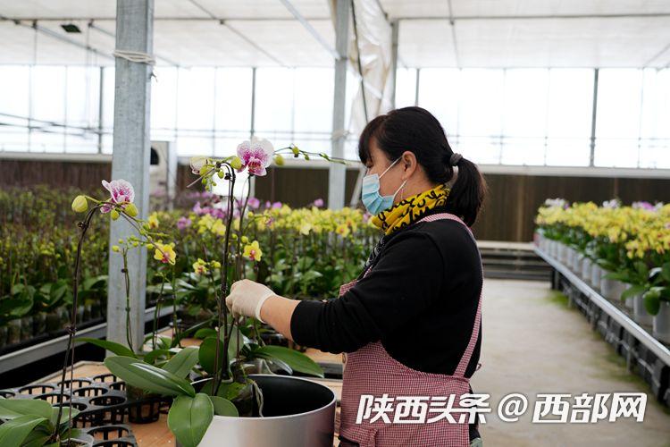 西安鄠邑十万株蝴蝶兰陆续上市 各种颜色争相斗艳(图4) 05171b8bd37d3fca8d2bcf0212a8571c.jpeg