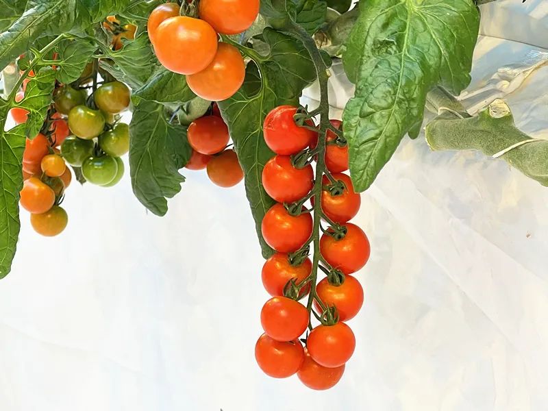 杨凌示范区让智慧化、数字化、标准化的“种子”在这片土地上生根发芽(图3) 杨凌示范区让智慧化、数字化、标准化的“种子”在这片土地上生根发芽(图3)