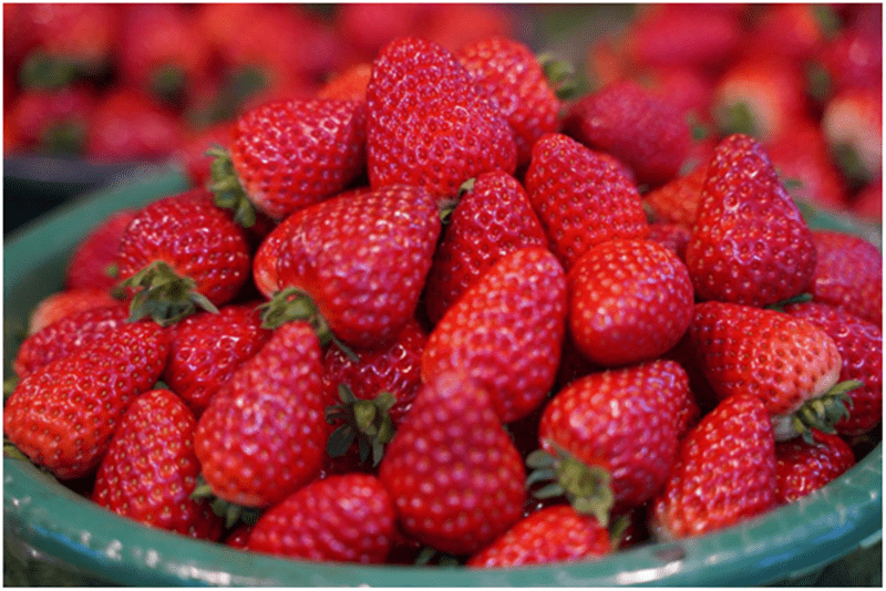 宝鸡凤翔:小草莓“映红”产业致富路(图1) 宝鸡凤翔:小草莓“映红”产业致富路(图1)