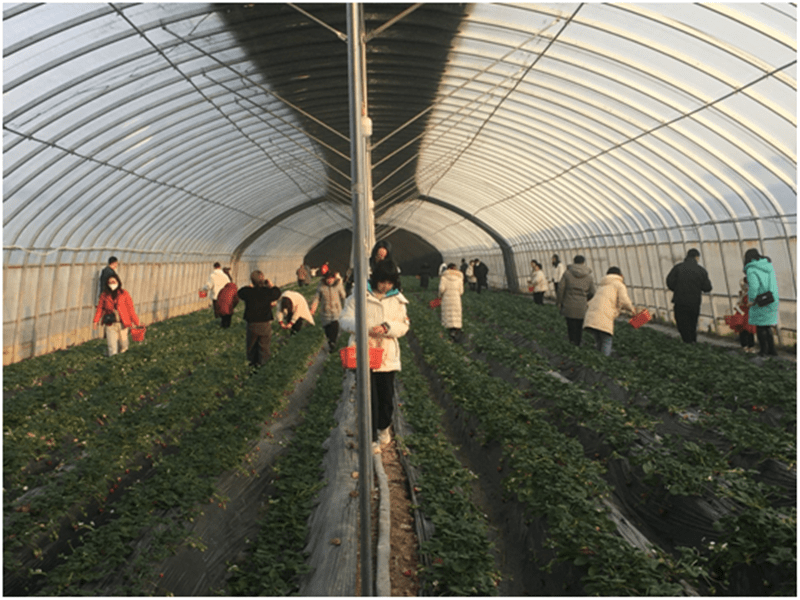 宝鸡凤翔:小草莓“映红”产业致富路(图2) 宝鸡凤翔:小草莓“映红”产业致富路(图2)