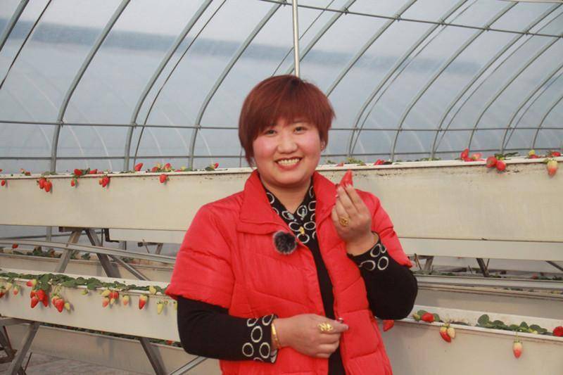 宝鸡凤翔:小草莓“映红”产业致富路(图5) 宝鸡凤翔:小草莓“映红”产业致富路(图5)