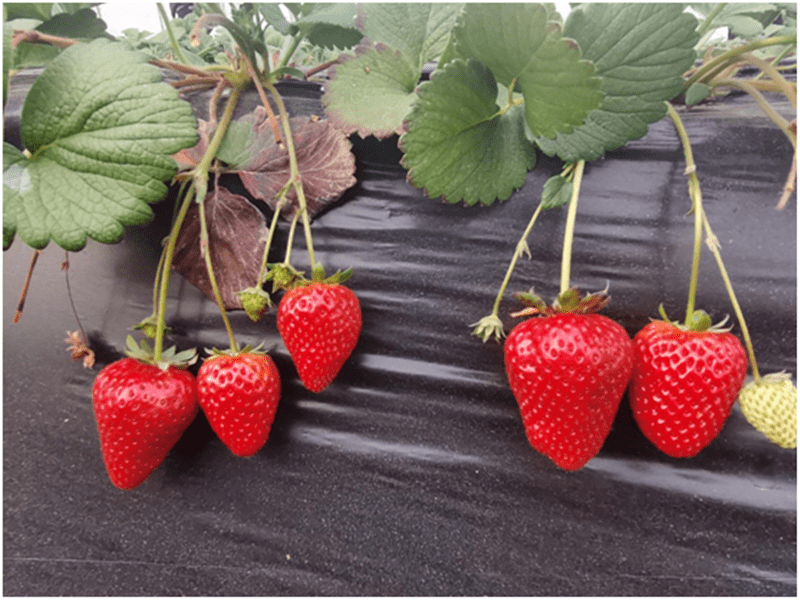 宝鸡凤翔:小草莓“映红”产业致富路(图4) 宝鸡凤翔:小草莓“映红”产业致富路(图4)