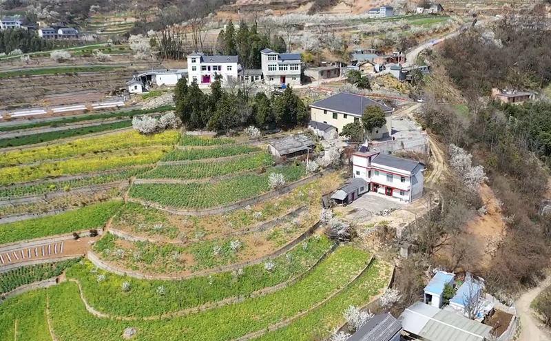 旬阳市樱桃旅游季丨满眼春色收不住 千亩樱花迎客来(图4) 旬阳市樱桃旅游季丨满眼春色收不住 千亩樱花迎客来(图4)