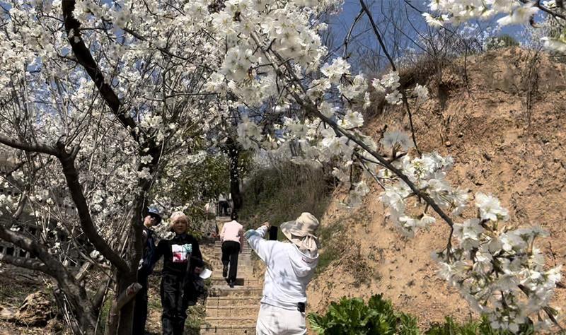 旬阳市樱桃旅游季丨满眼春色收不住 千亩樱花迎客来(图5) 旬阳市樱桃旅游季丨满眼春色收不住 千亩樱花迎客来(图5)