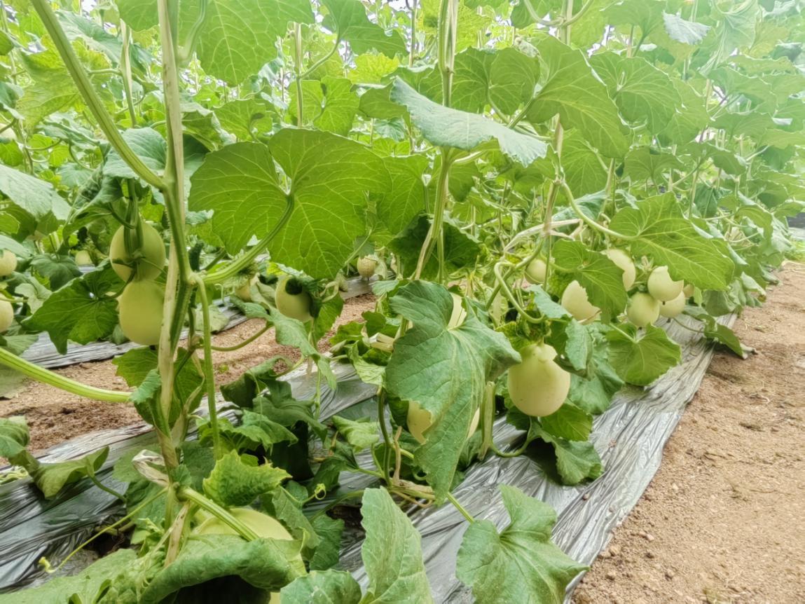 铜川市印台区:甜瓜“鲜”上市 农户喜滋滋(图1) 铜川市印台区:甜瓜“鲜”上市 农户喜滋滋(图1)