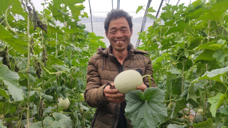 铜川市印台区:甜瓜“鲜”上市 农户喜滋滋(图2) 铜川市印台区:甜瓜“鲜”上市 农户喜滋滋(图2)