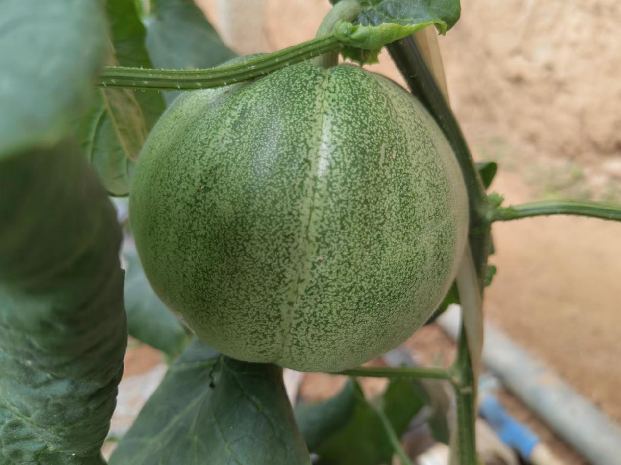 铜川市印台区:甜瓜“鲜”上市 农户喜滋滋(图3) 铜川市印台区:甜瓜“鲜”上市 农户喜滋滋(图3)