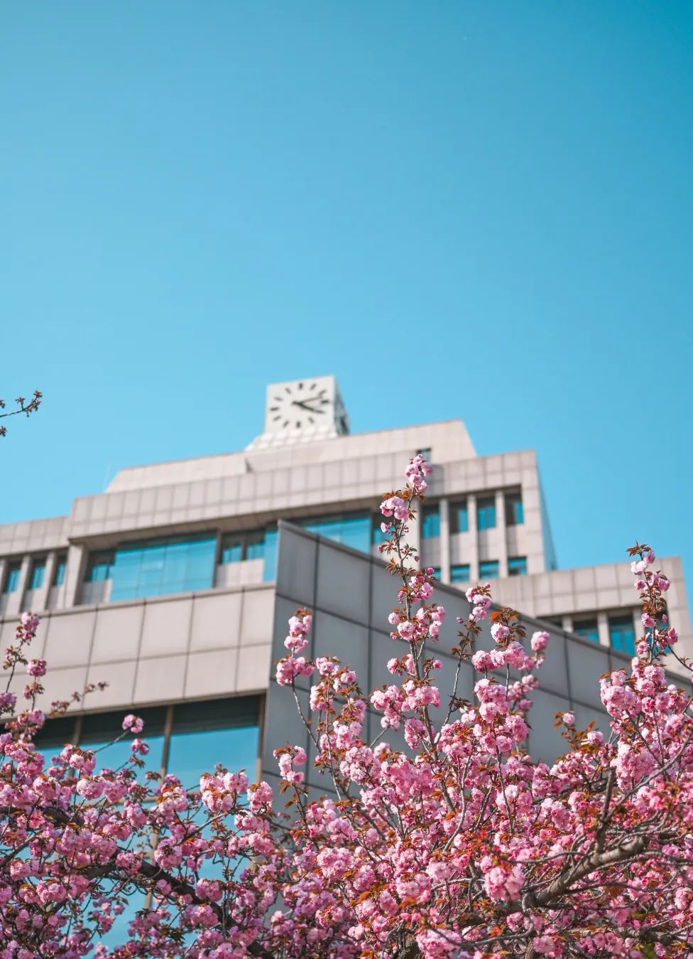 西安交通大学举办第二届春见樱花节,邀请师生一起开启文化交大之旅(图4) 西安交通大学举办第二届春见樱花节,邀请师生一起开启文化交大之旅(图4)