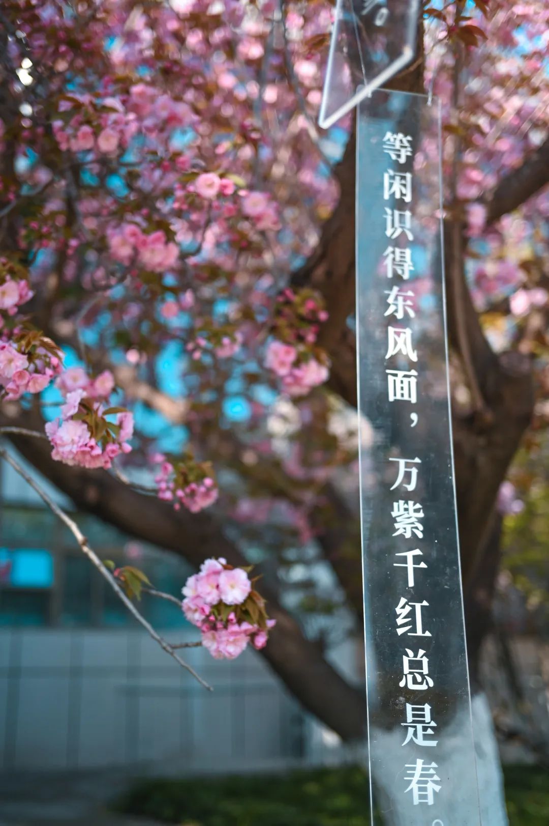 西安交通大学举办第二届春见樱花节,邀请师生一起开启文化交大之旅(图2) 西安交通大学举办第二届春见樱花节,邀请师生一起开启文化交大之旅(图2)