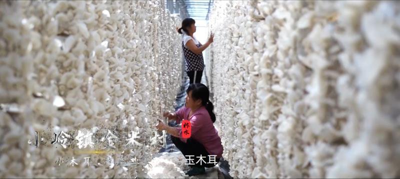 去秦岭腹地商洛的那些村看山亲水【醉美秦岭山水乡村游宣传推介会在西安举办】(图16)