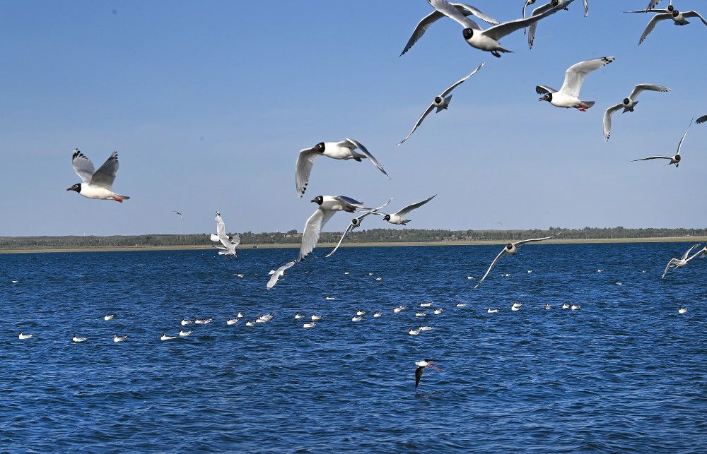 神木再次挺进全国十强县,对陕西做强县域经济有哪些启示?(图8) c658faaf6a95bad8443476a726f9b308.jpeg