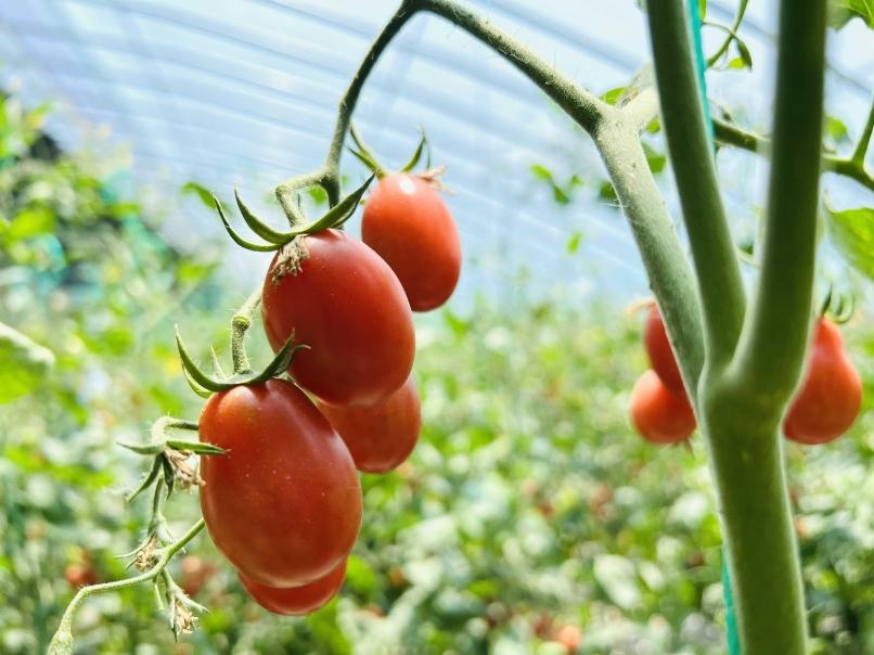 西安市举办【走进和美乡村】系列新闻发布活动|蓝田:一幅和美画卷徐徐展开(图4) 西安市举办【走进和美乡村】系列新闻发布活动|蓝田:一幅和美画卷徐徐展开(图4)