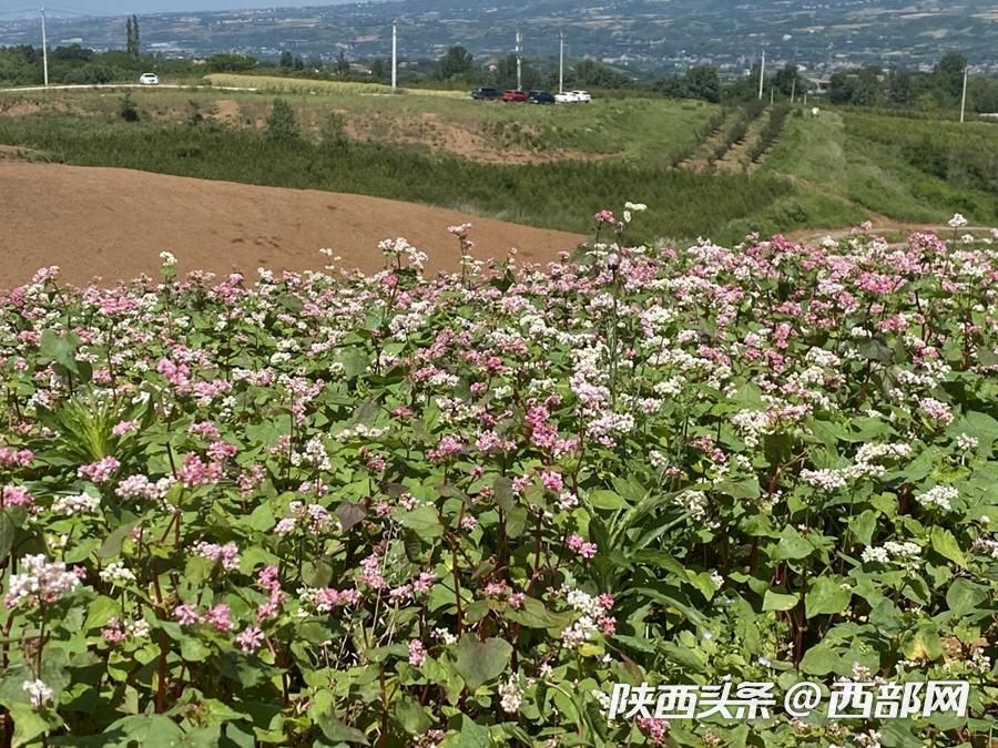 正在上传... ce2040a5e3f4e30d788ae788802e408e.jpeg