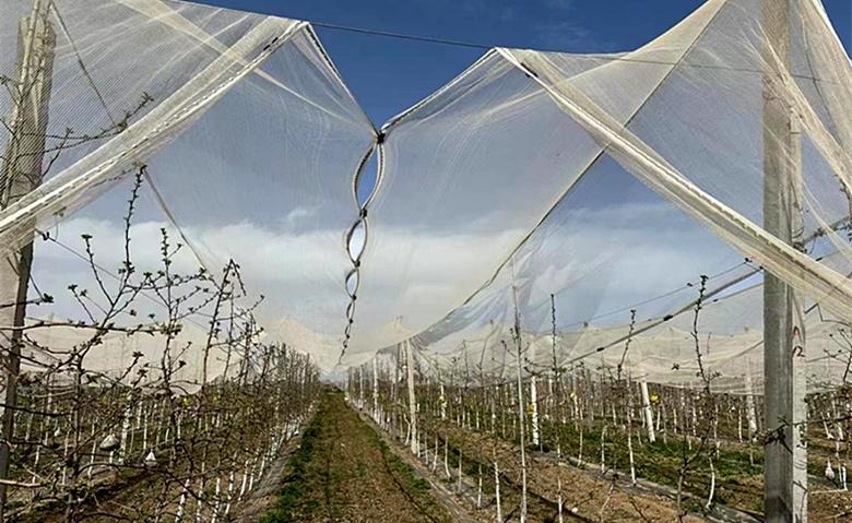 “兴果富农”让长武洪家果业振兴底气十足(图2) “兴果富农”让长武洪家果业振兴底气十足(图2)