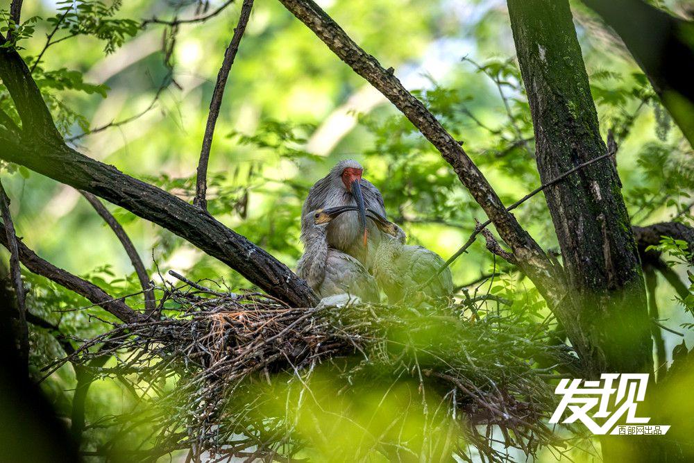 “铜川籍”朱鹮数量有望在今年突破200只 育雏画面又美又暖(图1) a66fd676e0d9bc0100f5244e5fd4a382.jpeg