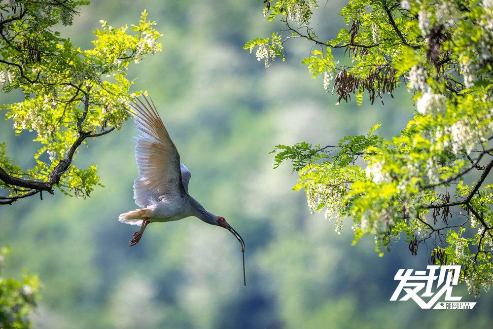 “铜川籍”朱鹮数量有望在今年突破200只 育雏画面又美又暖(图6) 5066bc6ce8e0c3227bb6e618ef9dd4ce.jpeg