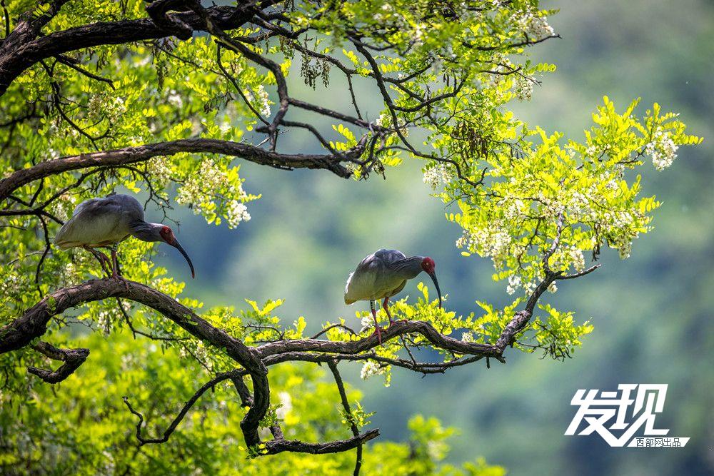 “铜川籍”朱鹮数量有望在今年突破200只 育雏画面又美又暖(图4) 49cda72f624b8718b8794f833fb25487.jpeg