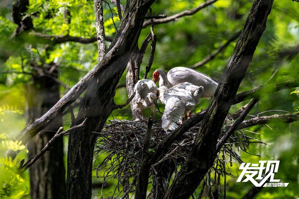 “铜川籍”朱鹮数量有望在今年突破200只 育雏画面又美又暖(图5) 41e46a383296cde34f05c7ed8f9e594a.jpeg