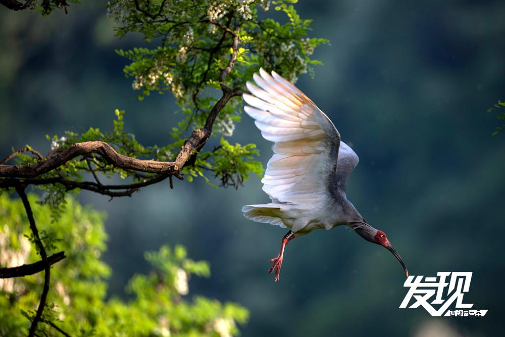 “铜川籍”朱鹮数量有望在今年突破200只 育雏画面又美又暖(图2) 69fcd828ae994dfda9e5e5d32405d74a.jpeg