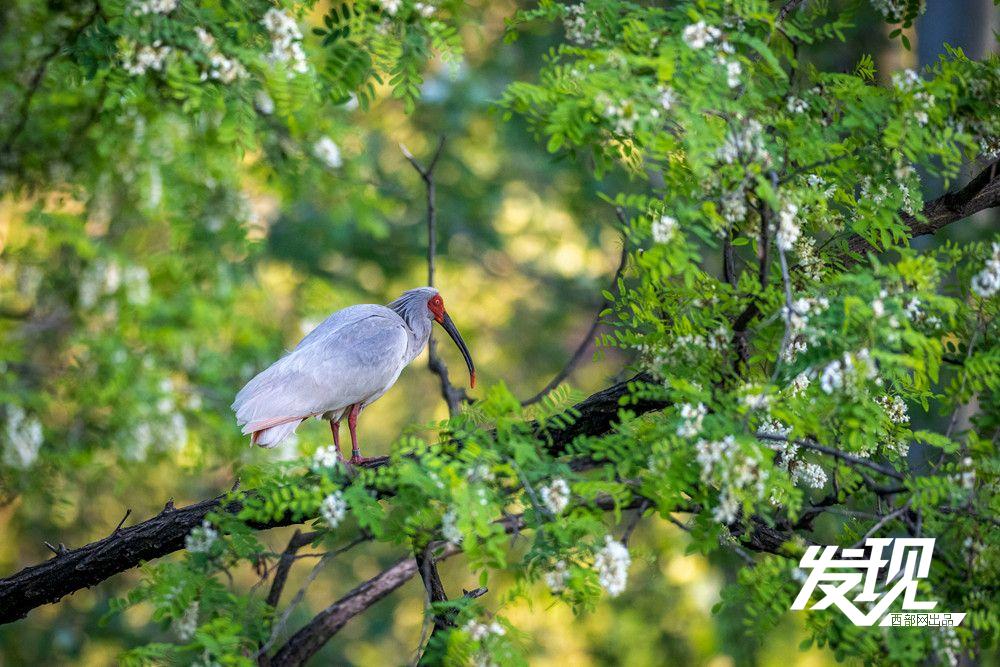 “铜川籍”朱鹮数量有望在今年突破200只 育雏画面又美又暖(图3) 209aa2cba092edd1173b1f83b330c7d1.jpeg