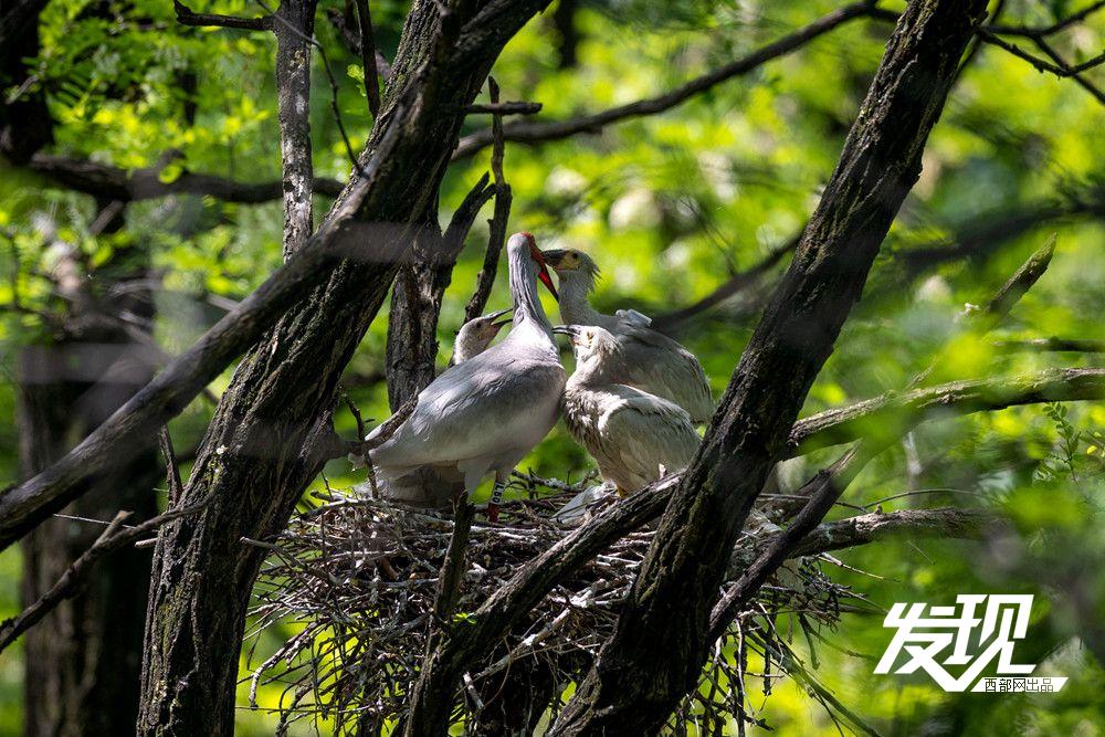 “铜川籍”朱鹮数量有望在今年突破200只 育雏画面又美又暖(图9) 70dd6f47ae4c53bd47c9acd6372801db.jpeg