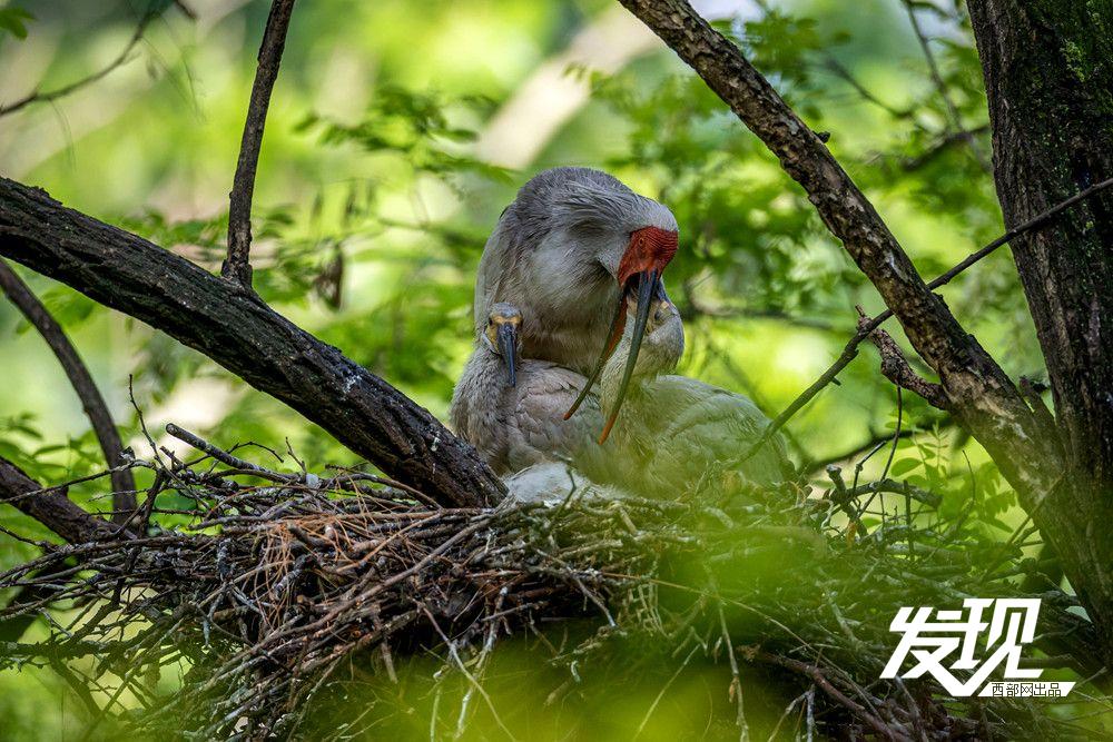 “铜川籍”朱鹮数量有望在今年突破200只 育雏画面又美又暖(图11) ed8edc7f1efa954a34b5f16484a33d5c.jpeg