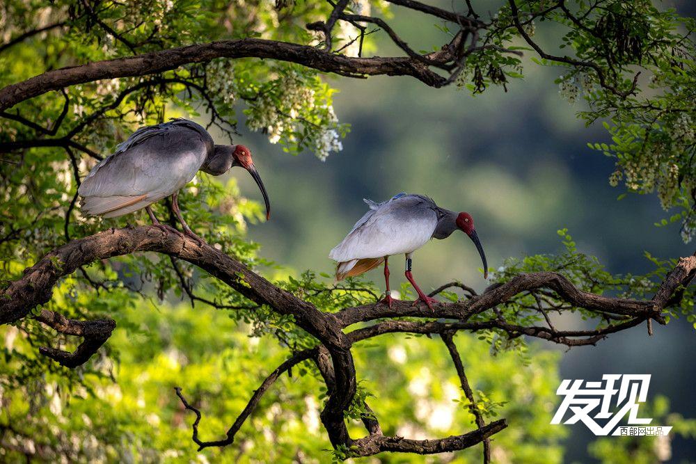 “铜川籍”朱鹮数量有望在今年突破200只 育雏画面又美又暖(图12) bbd2881bf114ed398dd3ccd9a5d836ef.jpeg