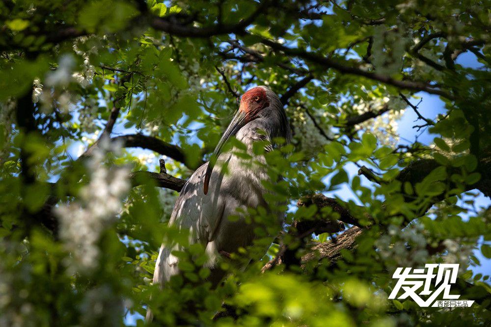 “铜川籍”朱鹮数量有望在今年突破200只 育雏画面又美又暖(图10) d22a721c99d5f302e72832e72e97b569.jpeg