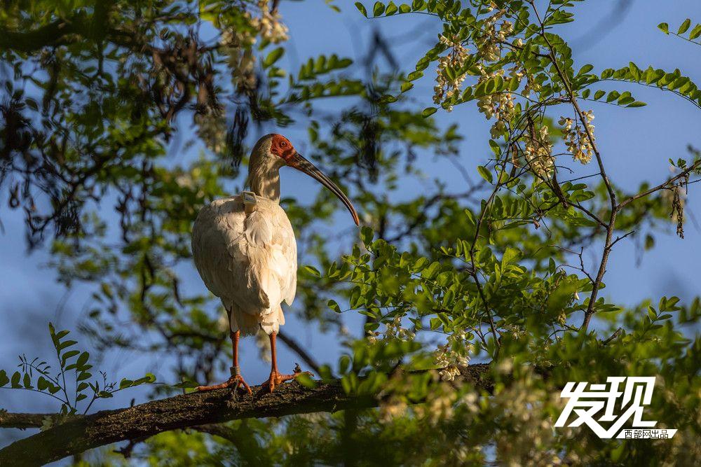 “铜川籍”朱鹮数量有望在今年突破200只 育雏画面又美又暖(图8) 1c736a478490fe9b5c615e1a4c04f318.jpeg