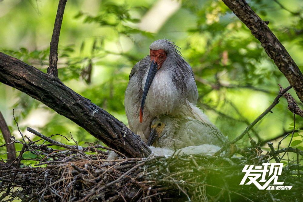 “铜川籍”朱鹮数量有望在今年突破200只 育雏画面又美又暖(图7) 2306a1299bca20abaa16a882ff889945.jpeg