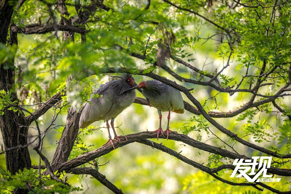 “铜川籍”朱鹮数量有望在今年突破200只 育雏画面又美又暖(图17) 4288de3c595fa86ceffeb6ce1545e42e.jpeg