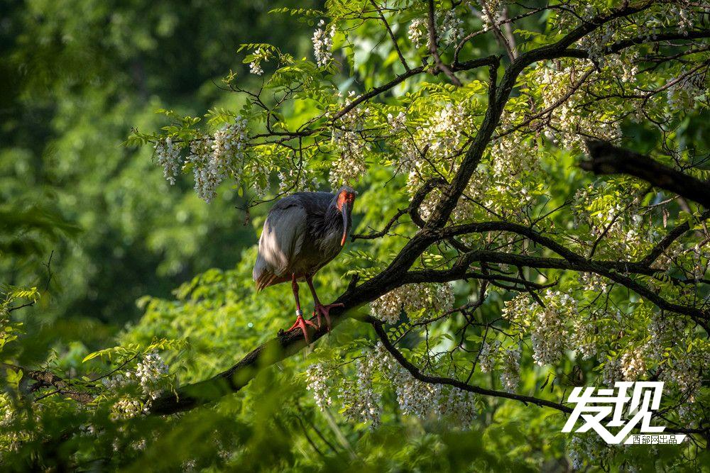 “铜川籍”朱鹮数量有望在今年突破200只 育雏画面又美又暖(图15) f76bd9fb9e71930f72eb0650e9930d80.jpeg