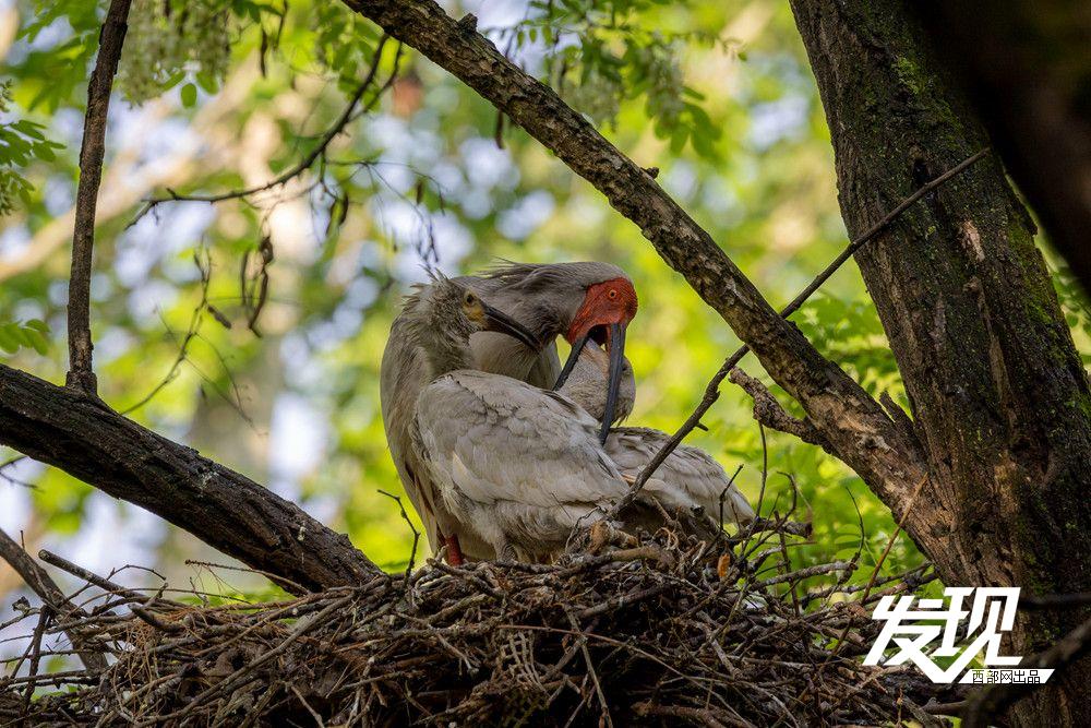 “铜川籍”朱鹮数量有望在今年突破200只 育雏画面又美又暖(图16) d7631169f2b739d35fcc58e8e23b2ca0.jpeg