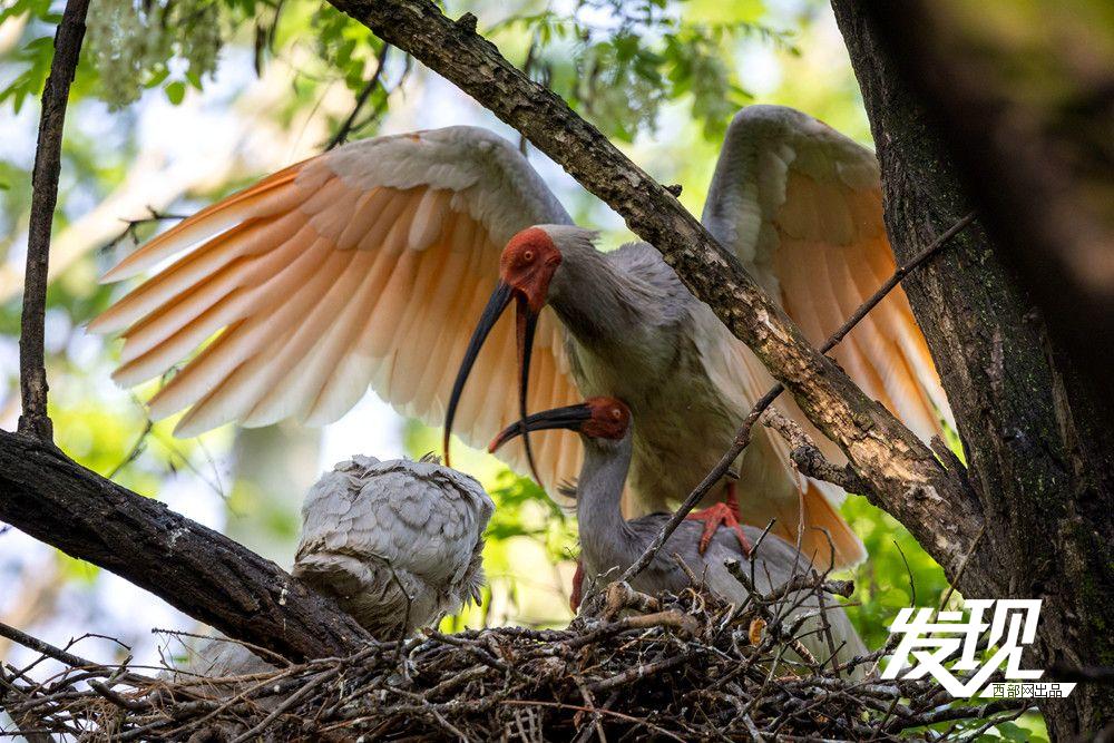 “铜川籍”朱鹮数量有望在今年突破200只 育雏画面又美又暖(图13) 54eba52d47b30d2b9fd2ba47d5c1c342.jpeg
