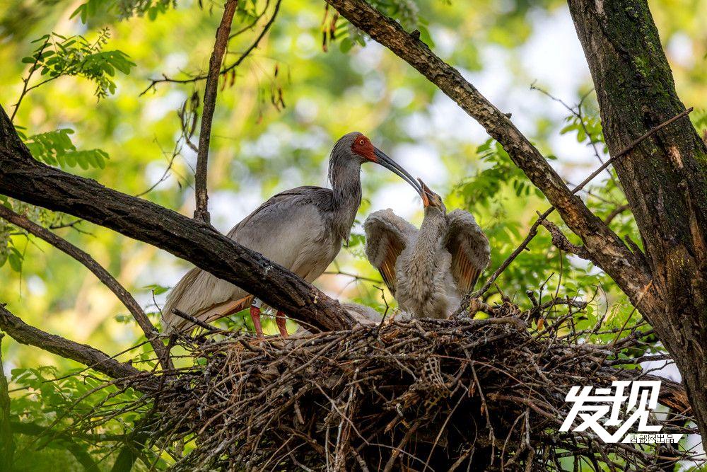 “铜川籍”朱鹮数量有望在今年突破200只 育雏画面又美又暖(图14) f7aa7549da5fdbdf236cc15fa07eb949.jpeg