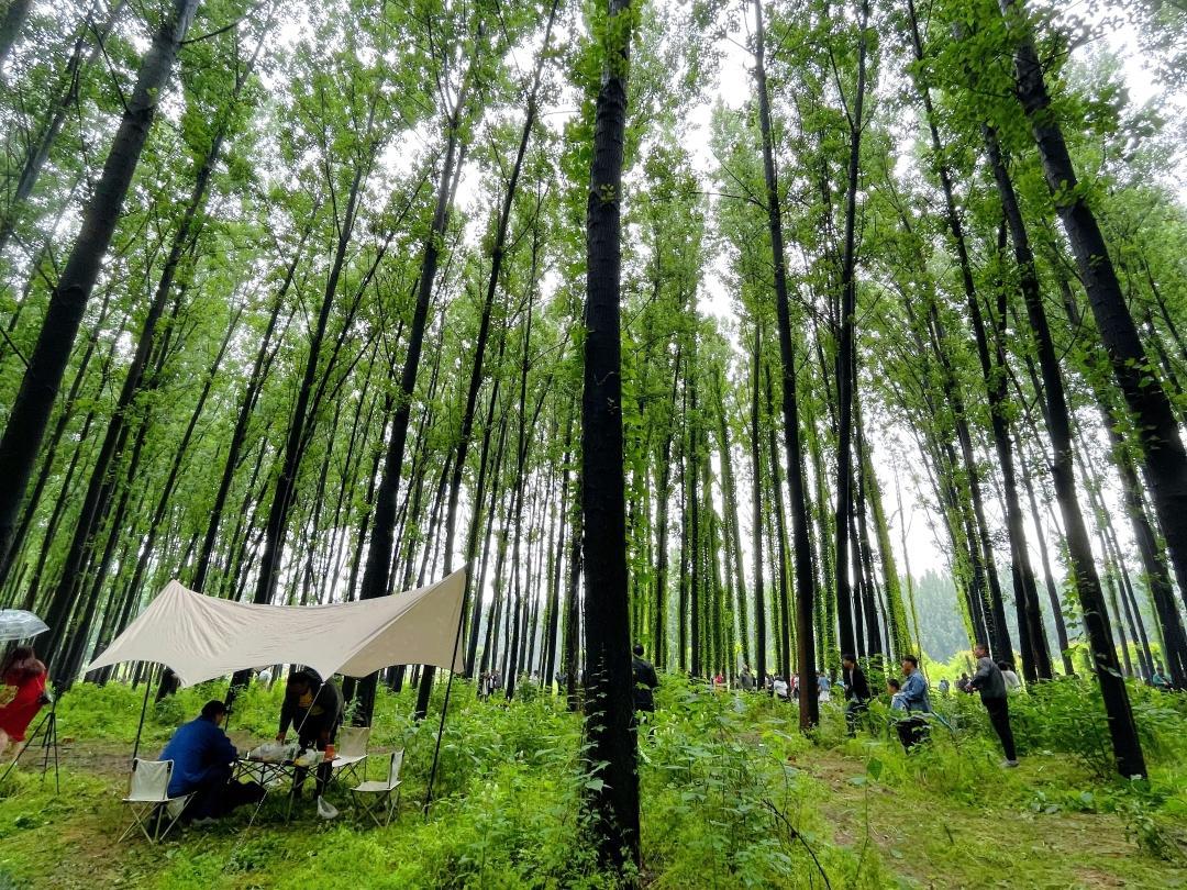 被网友誉为童话世界里的“绿野仙踪”，引来不少市民竞相打卡(图4)