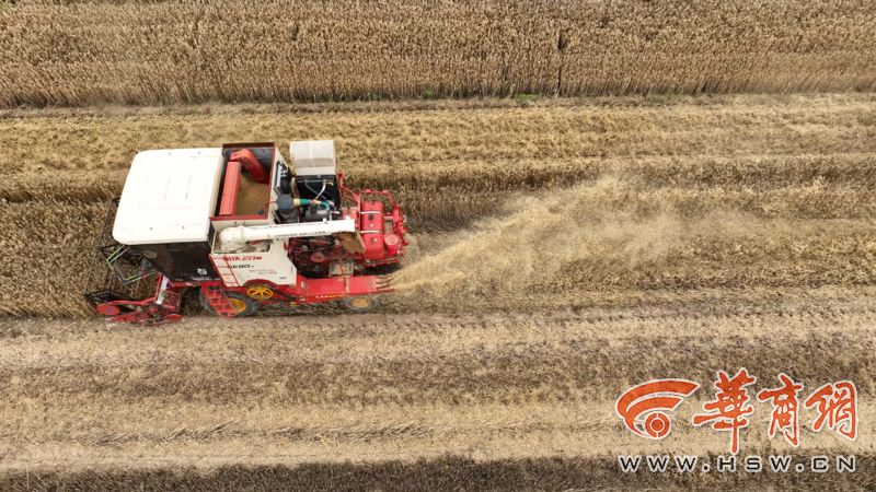 西安临潼区、鄠邑区趁天晴争分夺秒抢收已成熟的小麦(图1) 0638dc351336c9a32b5e3f331e364e65.png