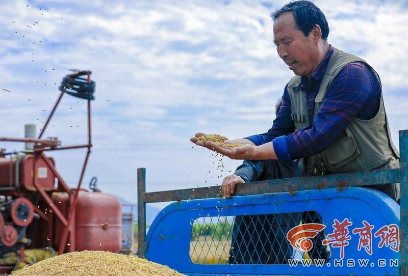 西安临潼区、鄠邑区趁天晴争分夺秒抢收已成熟的小麦(图4) 0309af0d5afc24eef9a511c7df9cacd.jpg