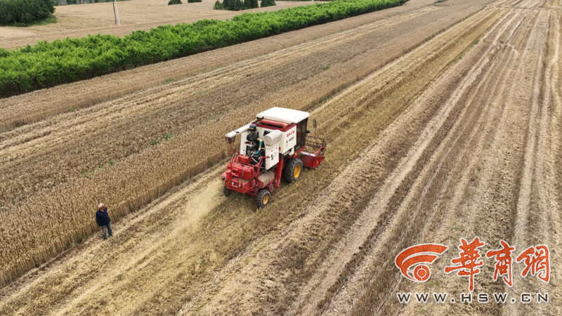 西安临潼区、鄠邑区趁天晴争分夺秒抢收已成熟的小麦(图2) aa22dff4bc8b814379a33924652fc4a.png