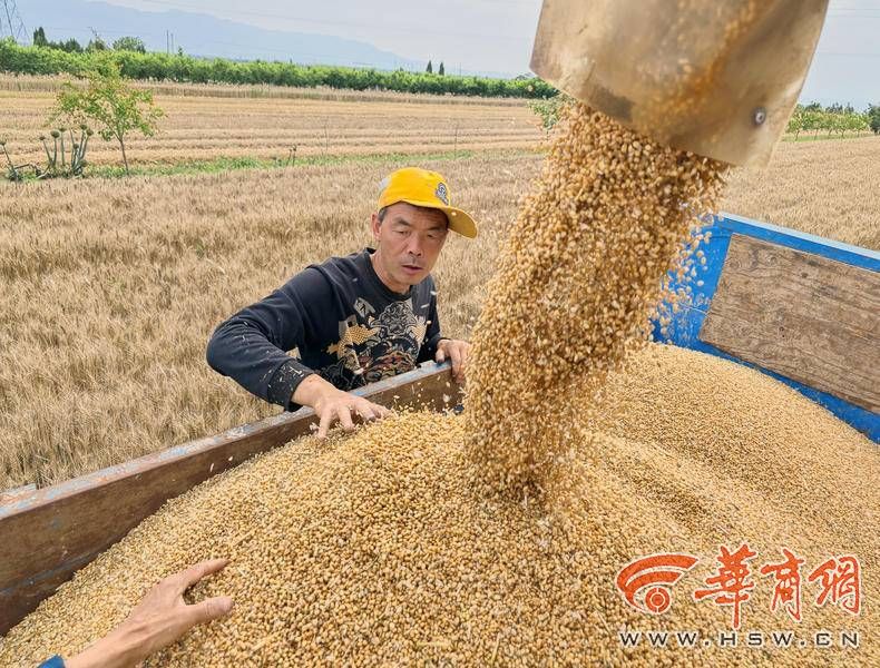 西安临潼区、鄠邑区趁天晴争分夺秒抢收已成熟的小麦(图5) e5fba98252814b26f4968ef9ac8ec6d.jpg
