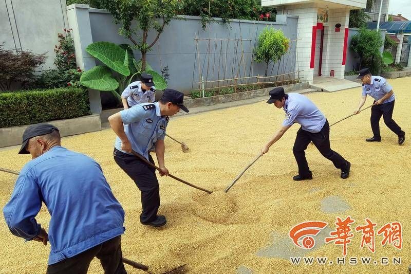 西安临潼区、鄠邑区趁天晴争分夺秒抢收已成熟的小麦(图6) 85cad42a85d288a62e5cb89b4ac394a.jpg