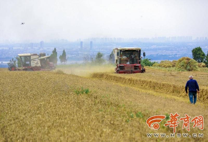 西安临潼区、鄠邑区趁天晴争分夺秒抢收已成熟的小麦(图3) 85311b5b57df0705e8c553f5779c99e.jpg